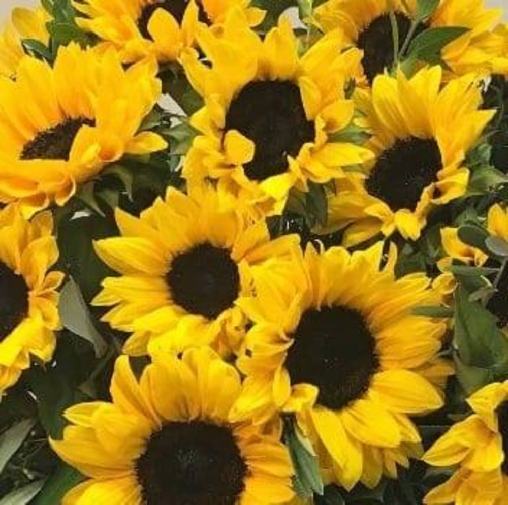 Meet your Posher, Eileen